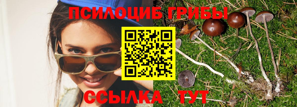купить наркоту  Черкесск  Псилоцибиновые грибы MAGIC MUSHROOMS  Галлюциногенные грибы мицелий 