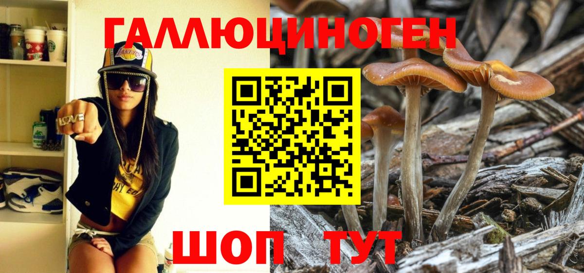 Псилоцибиновые грибы GOLDEN TEACHER  Вход с VPN  Галлюциногенные грибы Psilocybine cubensis  Черкесск 